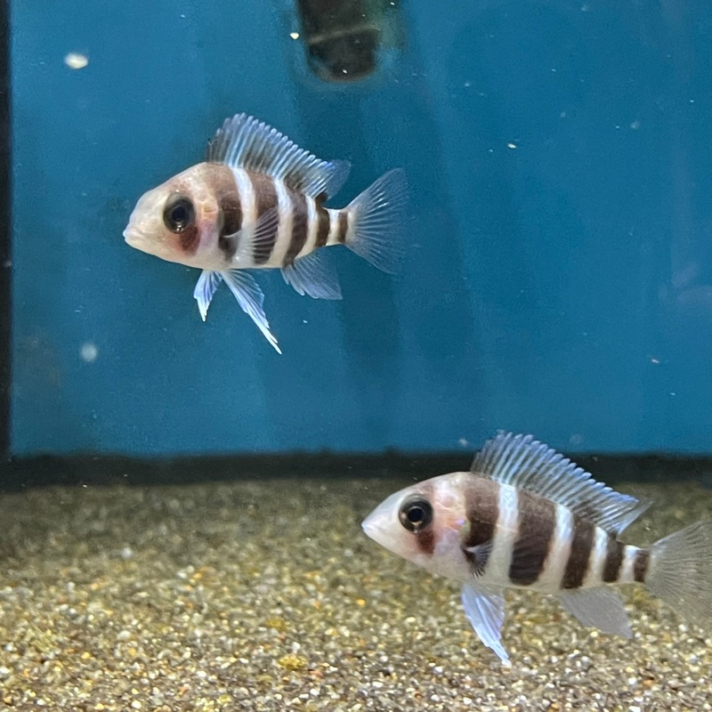 Cyphotilapia Burundi Frontosa