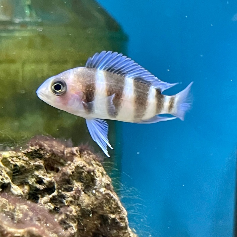 Cyphotilapia Gibberosa Mpimbwe Frontosa