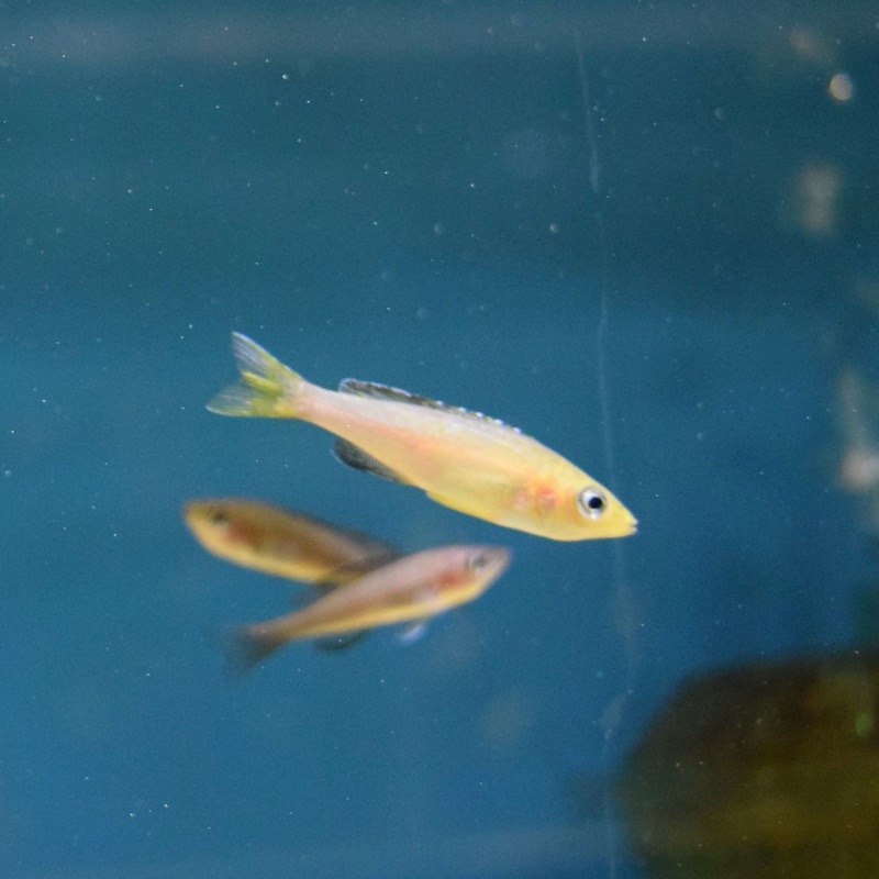 Cyprichromis Leptosoma Kerenge