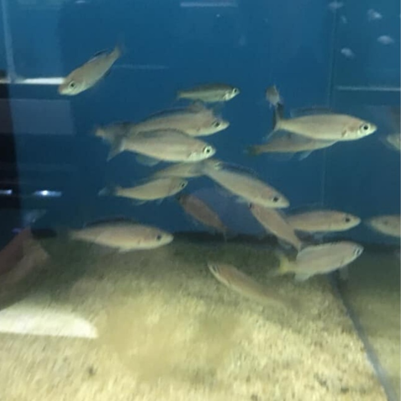 Cyprichromis Leptosoma Nkondwe Yellow Head