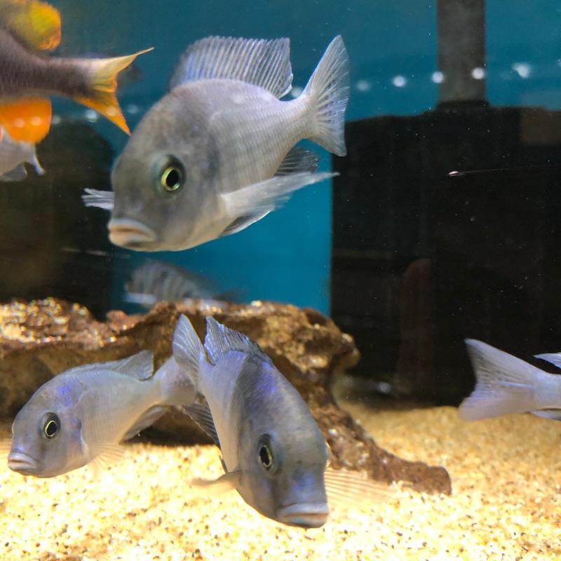 Cyrtocara Moorii