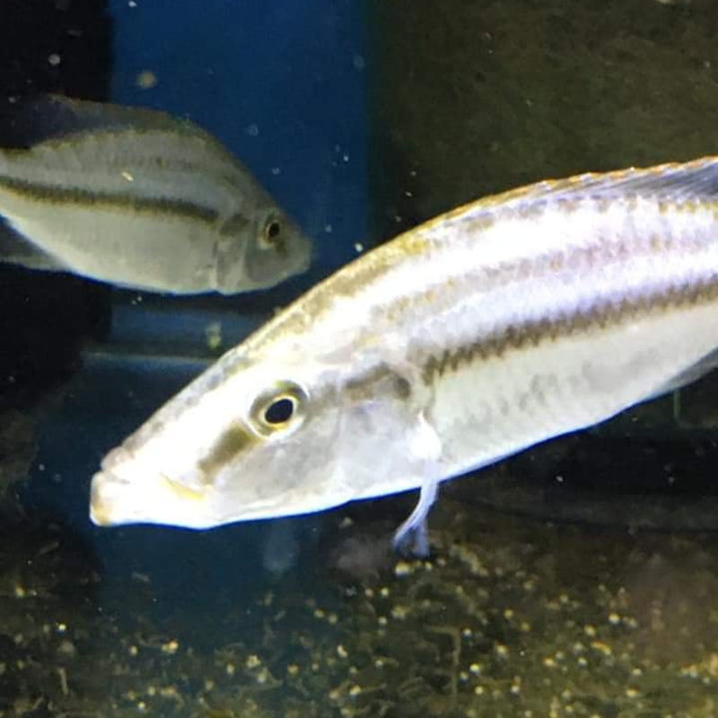 Dimidio Compressiceps