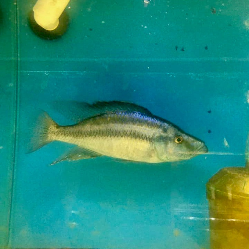 Dimidio Compressiceps Lg Male