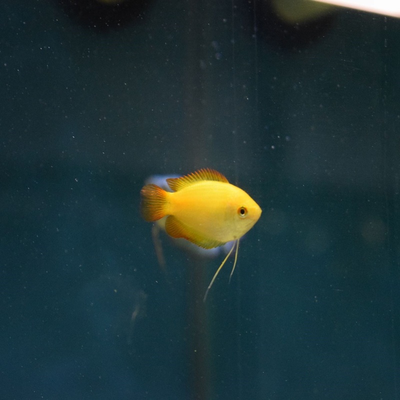 Dwarf Honey Yellow Gourami