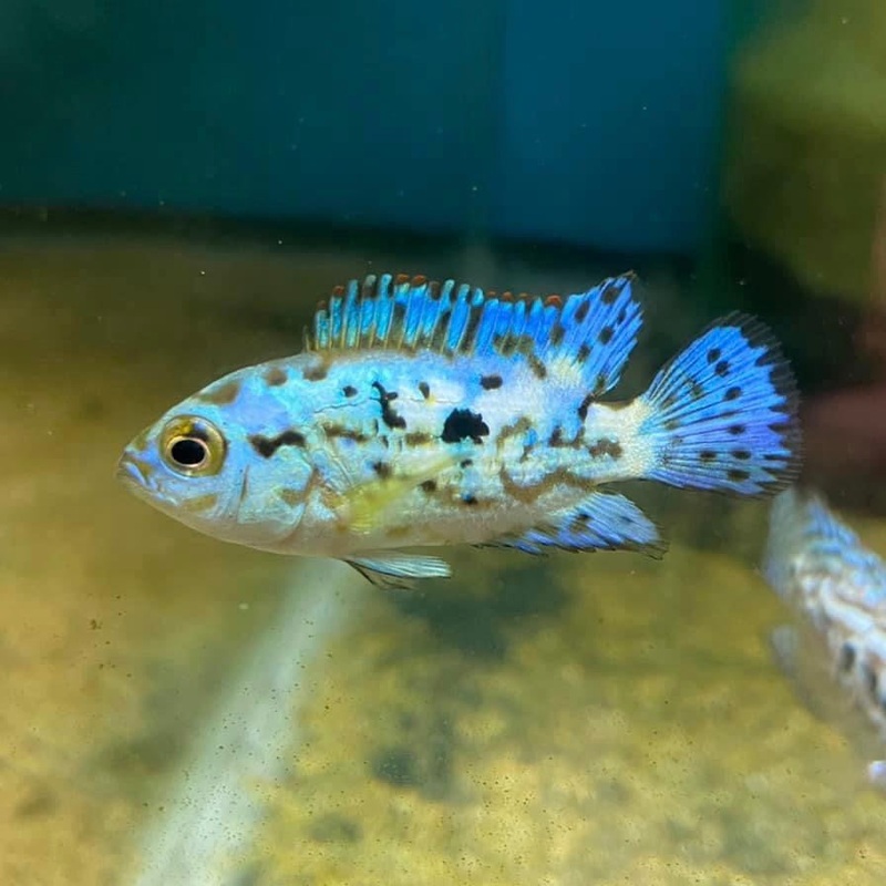Electric Blue Jack Dempsey