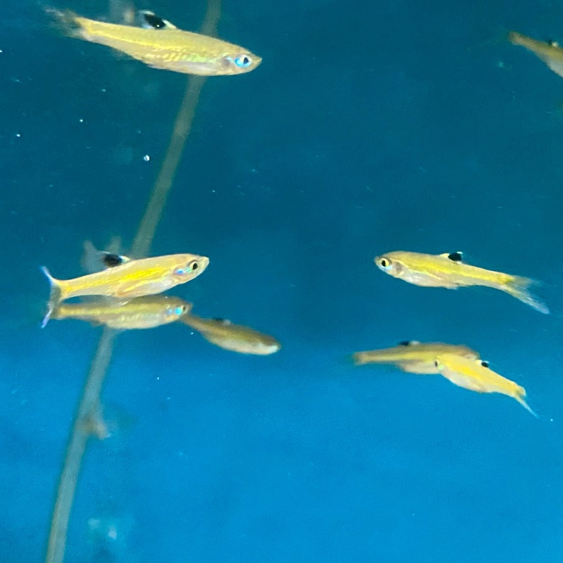 Emerald Eye Rasbora