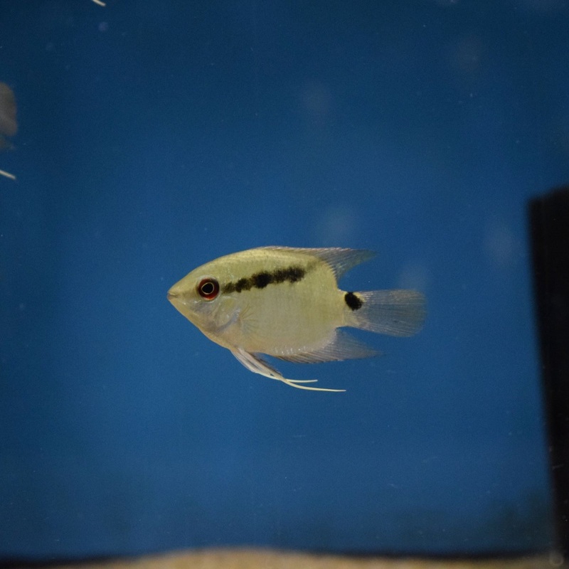 Festivum Cichlid