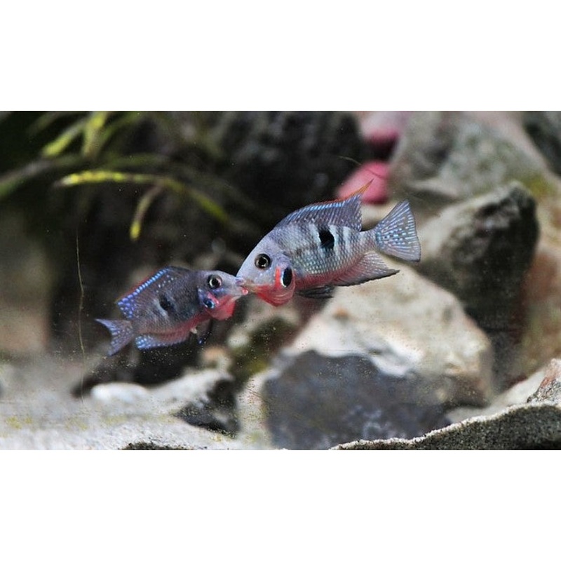 Firemouth Cichlid