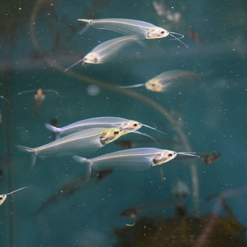 Ghost Glass Catfish