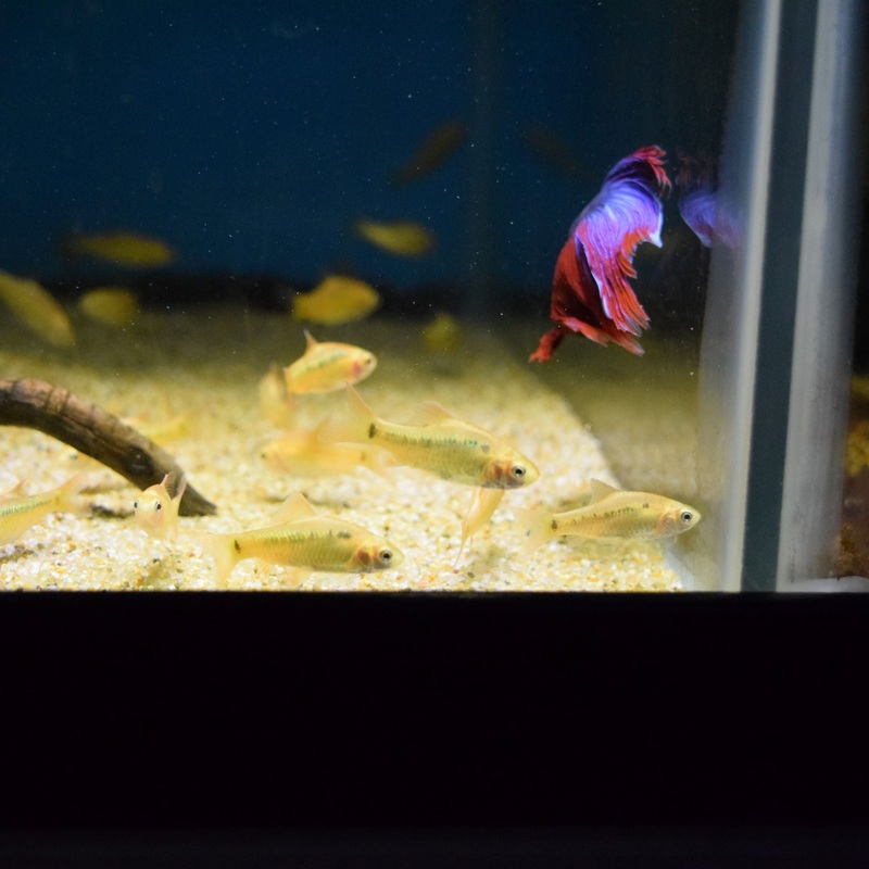 Gold Barb