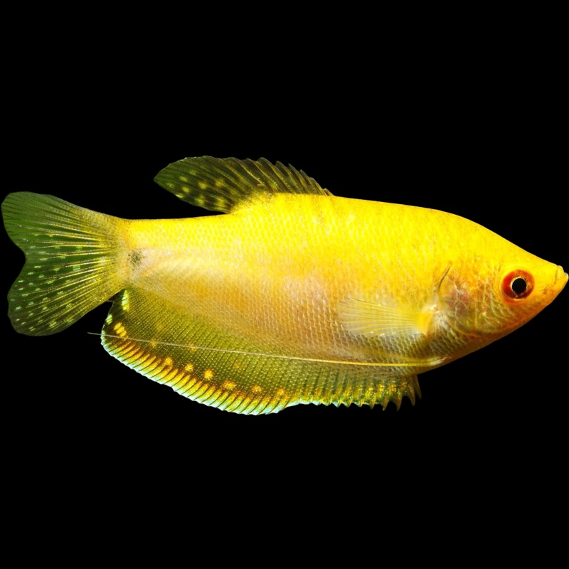 Gold Gourami LARGE