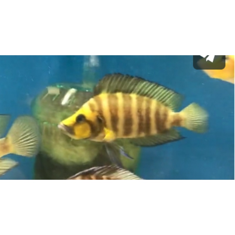 Gold Head Compressiceps Small