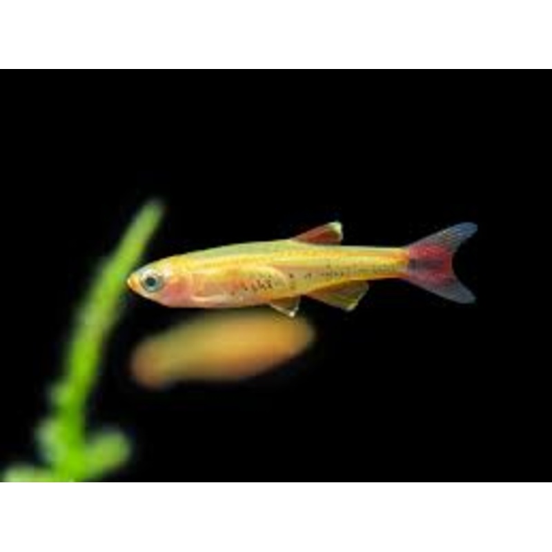 Gold White Cloud Mountain Minnow (Tanichthys Albonubes "Gold")