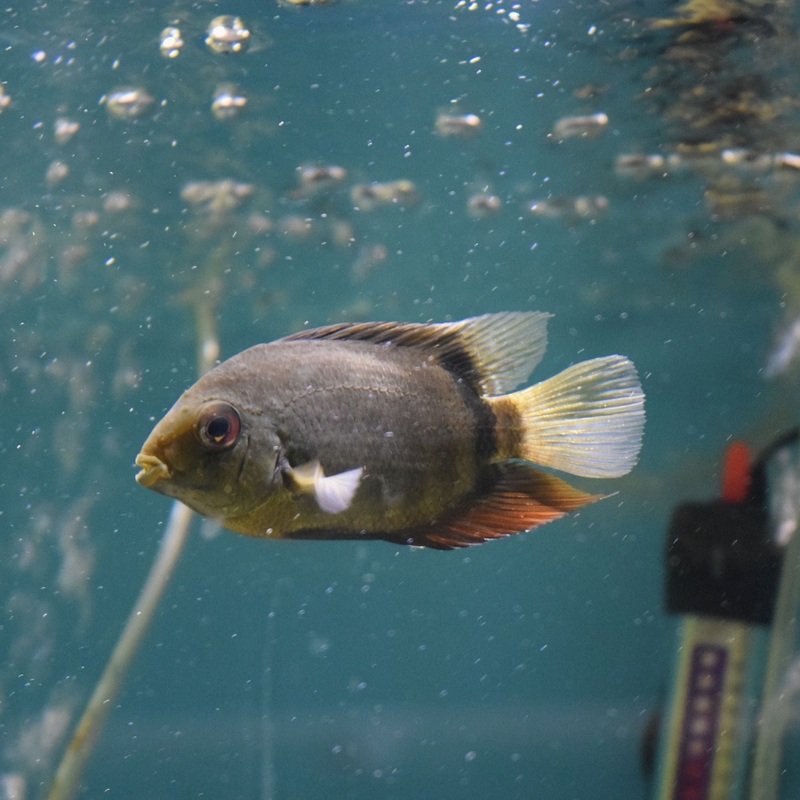 Green Severum