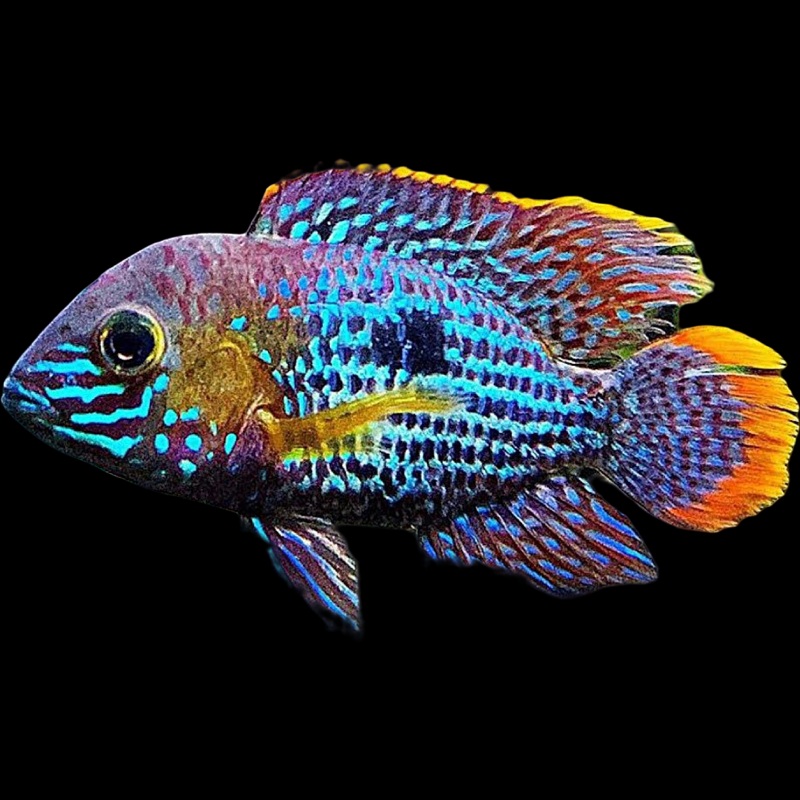 Green Terror Cichlid
