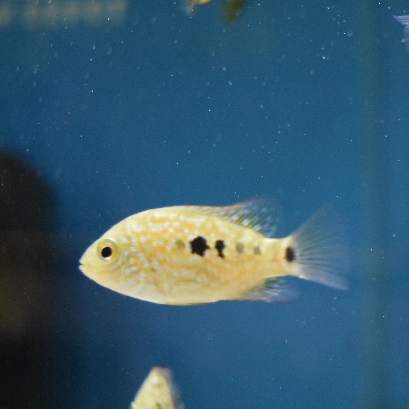 Green Thai Texas Cichlid
