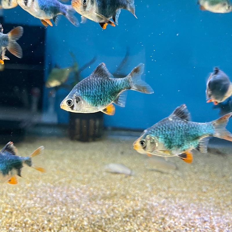 Green Tiger Barb