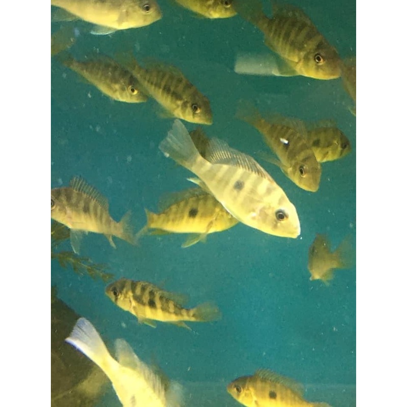 Gymnogeophagus Balzanii