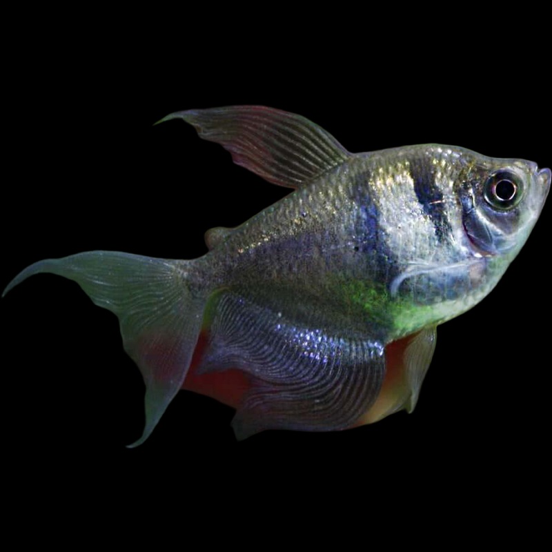 Hifin Black Skirt Tetra