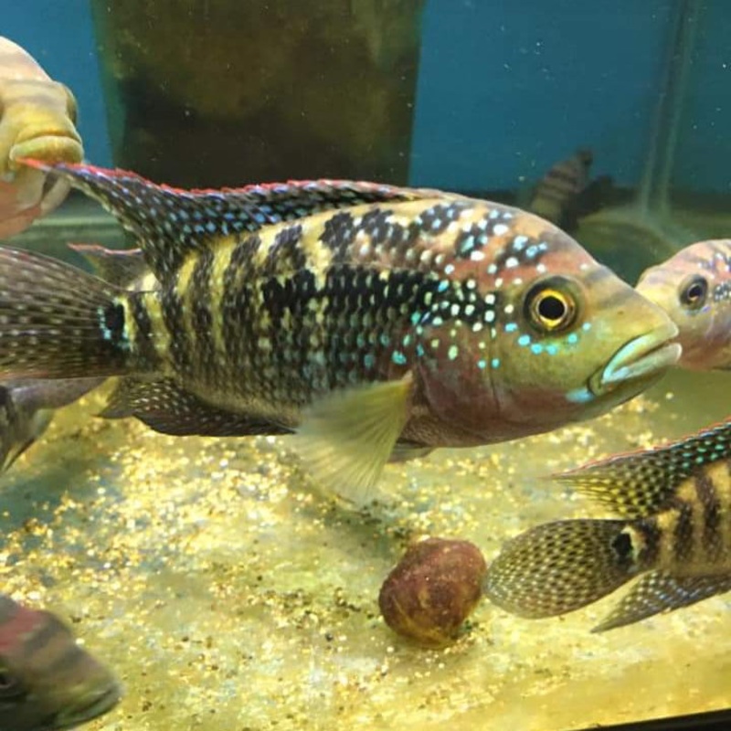 Jack Dempsey 2"