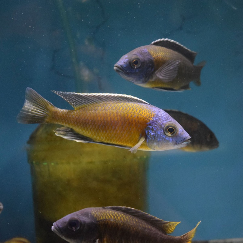Kadango Borleyi Red Fin Large Males