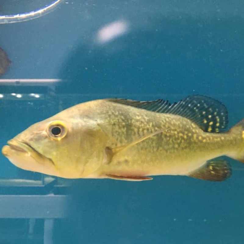 Kelberi Peacock Bass