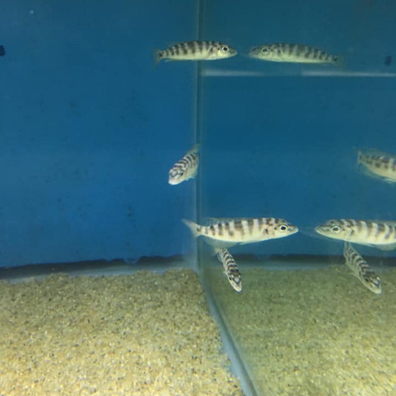 Lamprologus Fasciatus F1