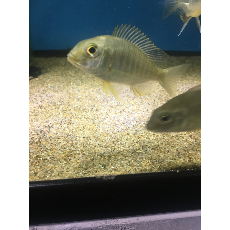 Lethrinops Mbasi Female