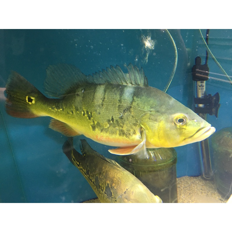 Monoculus Peacock Bass