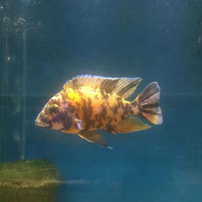 Ob Peacock Male 5"
