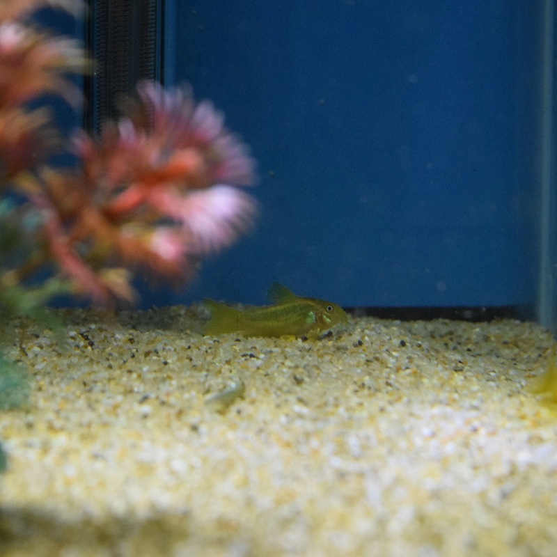 Orange Laser Cory Catfish