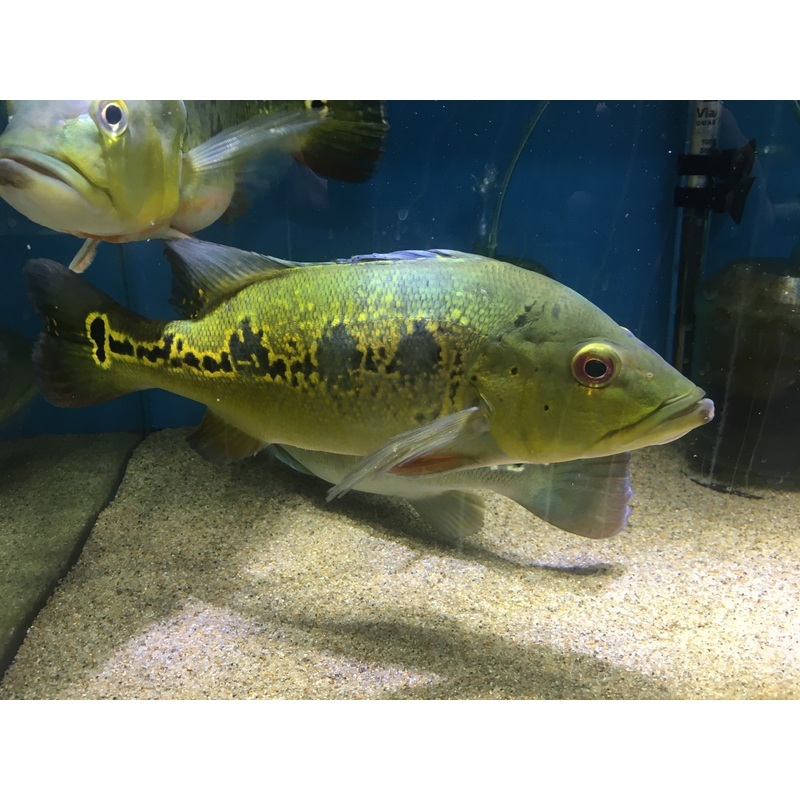Orinoco Peacock Bass