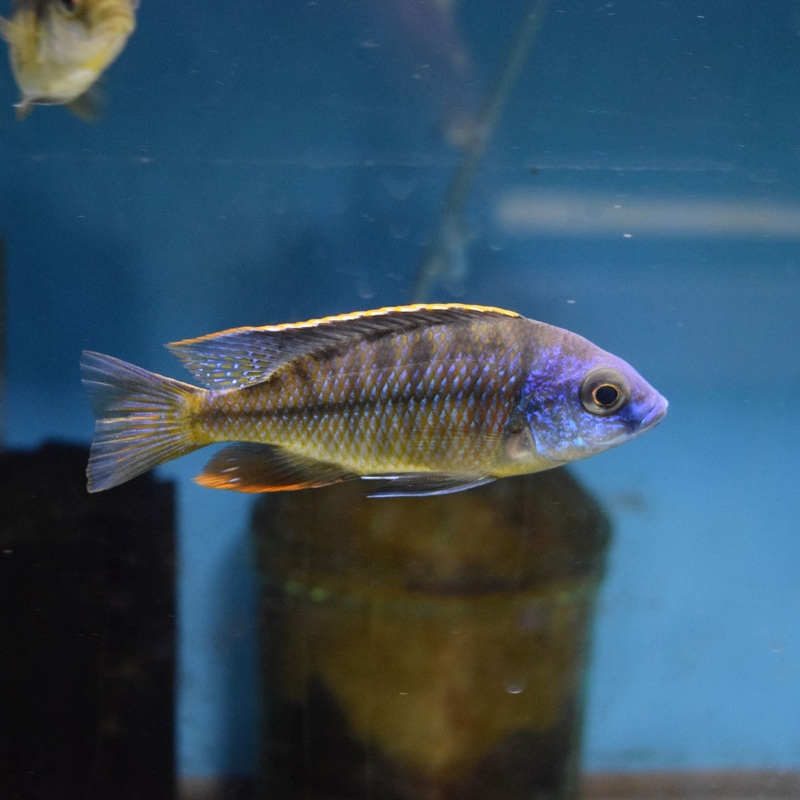 Protomelas Ndiwe Fire Blue Male