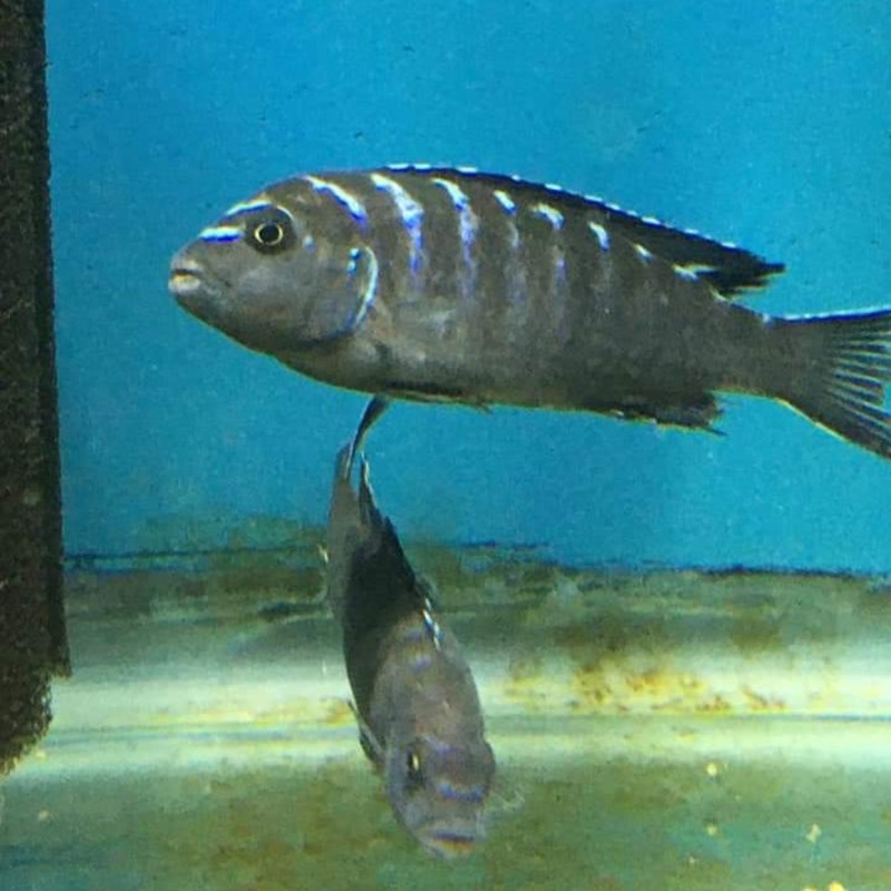 Pseudotropheus Elongatus Jewel Spot (small)