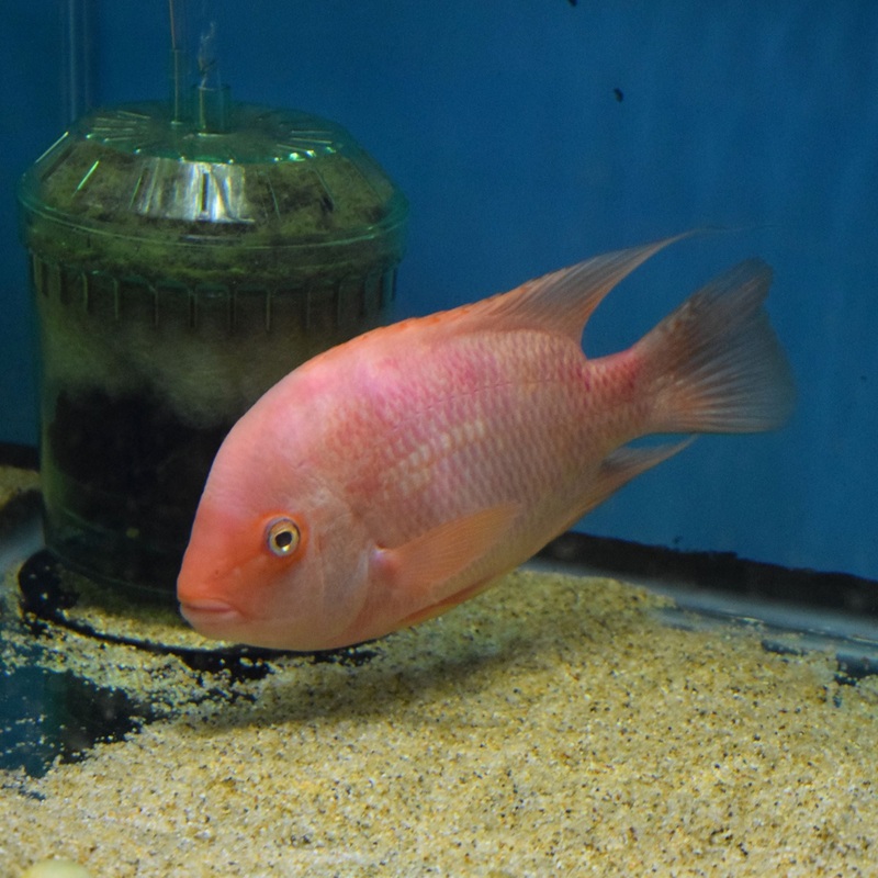 Purple Rose Queen Cichlid