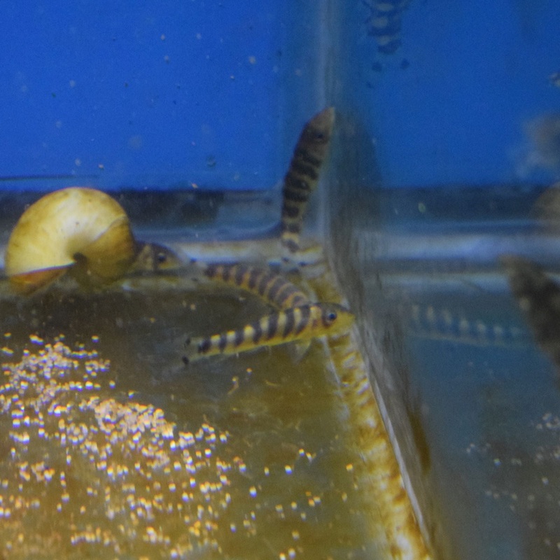 Queen Botia Loach