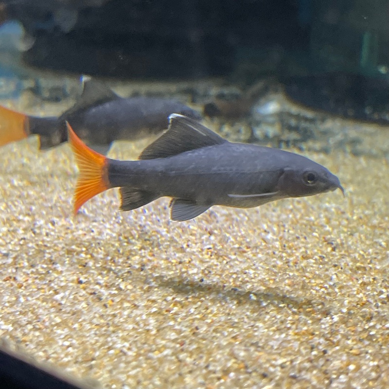 Red Tail Shark