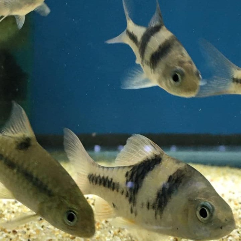 Spanner Barbs