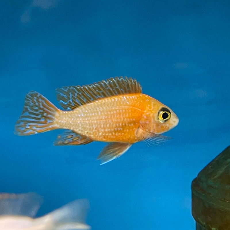Super Red Dragon Peacock Sm (unsexed)