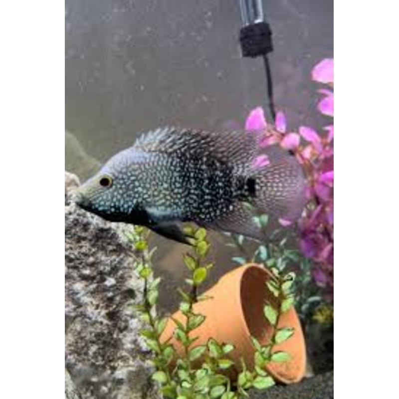 Texas Cichlid