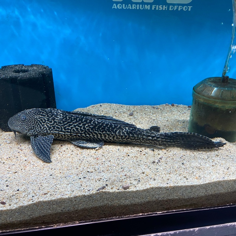 Trinidad Pleco 2.5"