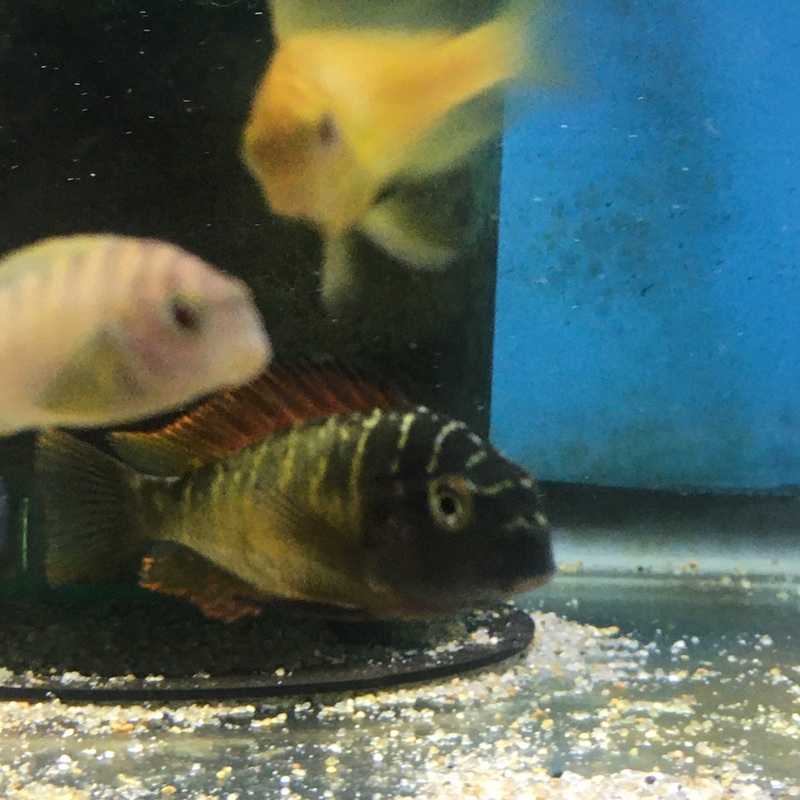 Tropheus Moorii Kasanga Red Rainbow