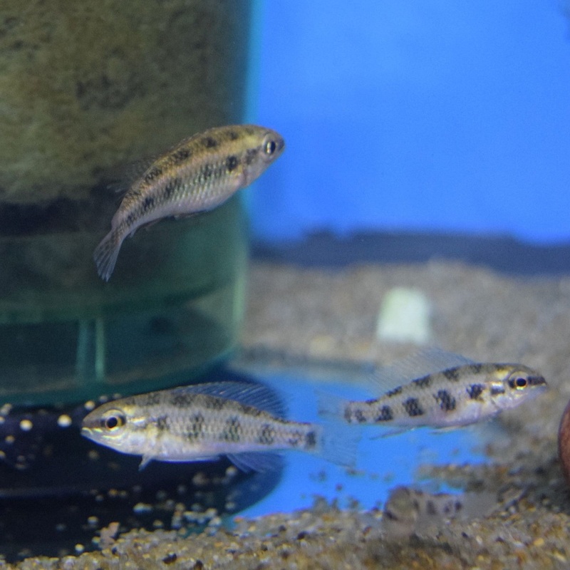 Wild Dicrossus Maculatus