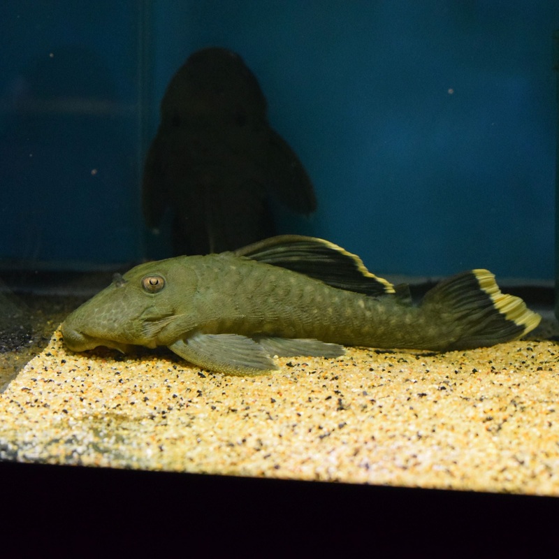 Xlg Mango Pleco L47 6"