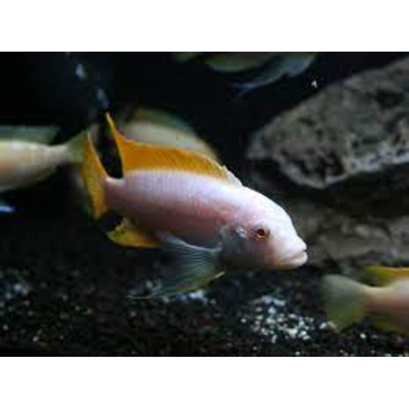 Zebra Albino Red Fin