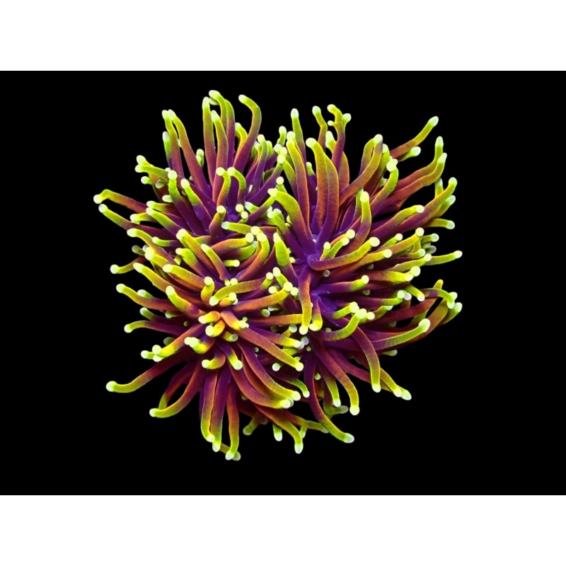 AFD Hellfire Euphyllia WYSIWYG - 2 heads