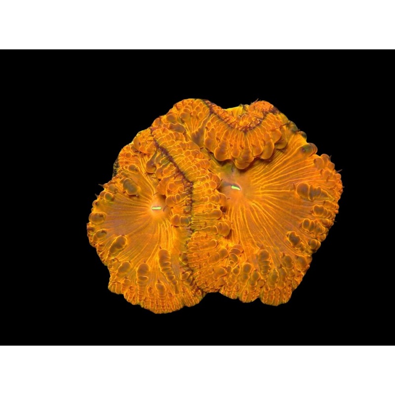AFD Orange Fury Blasto WYSIWYG