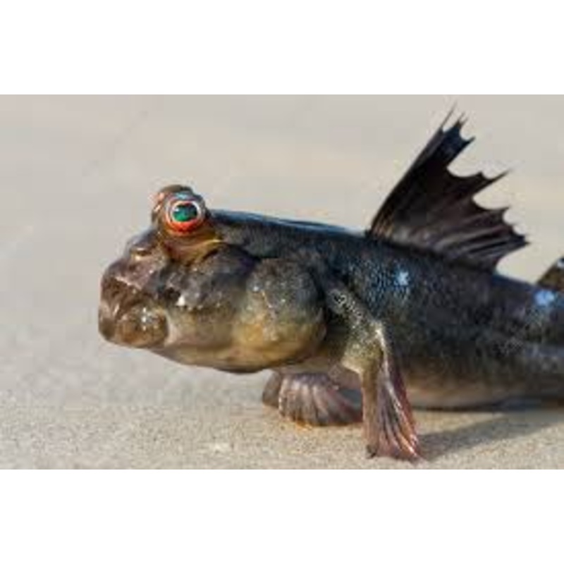 African Mudskipper