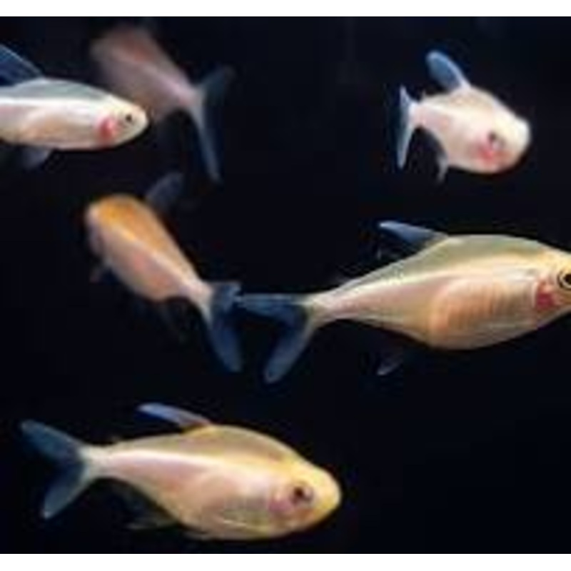 Albino Black Neon Tetra