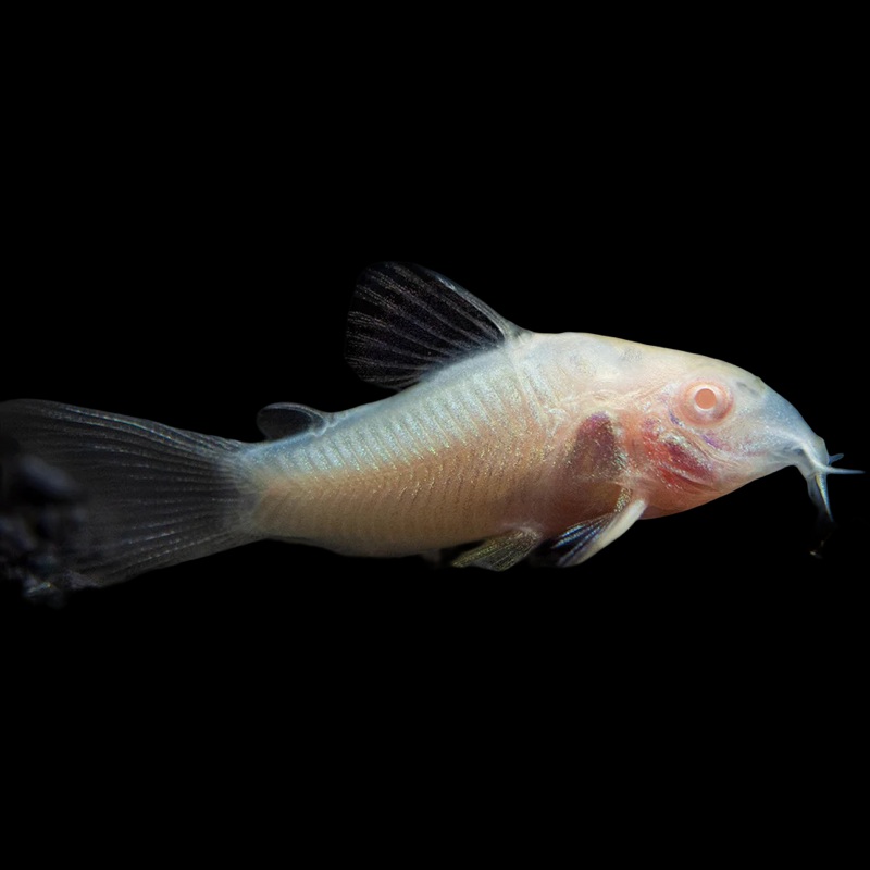 Albino Corydoras shortfin Aeneus